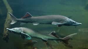 Sturionii in Delta Dunarii