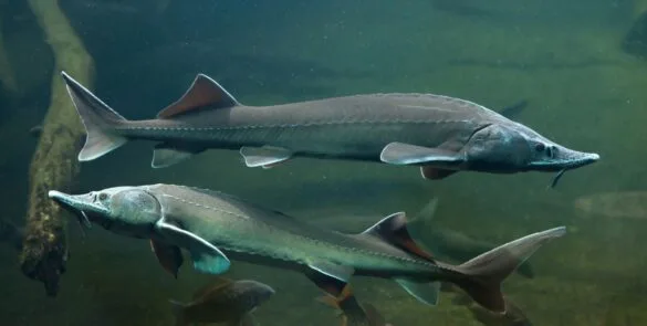 Sturionii in Delta Dunarii